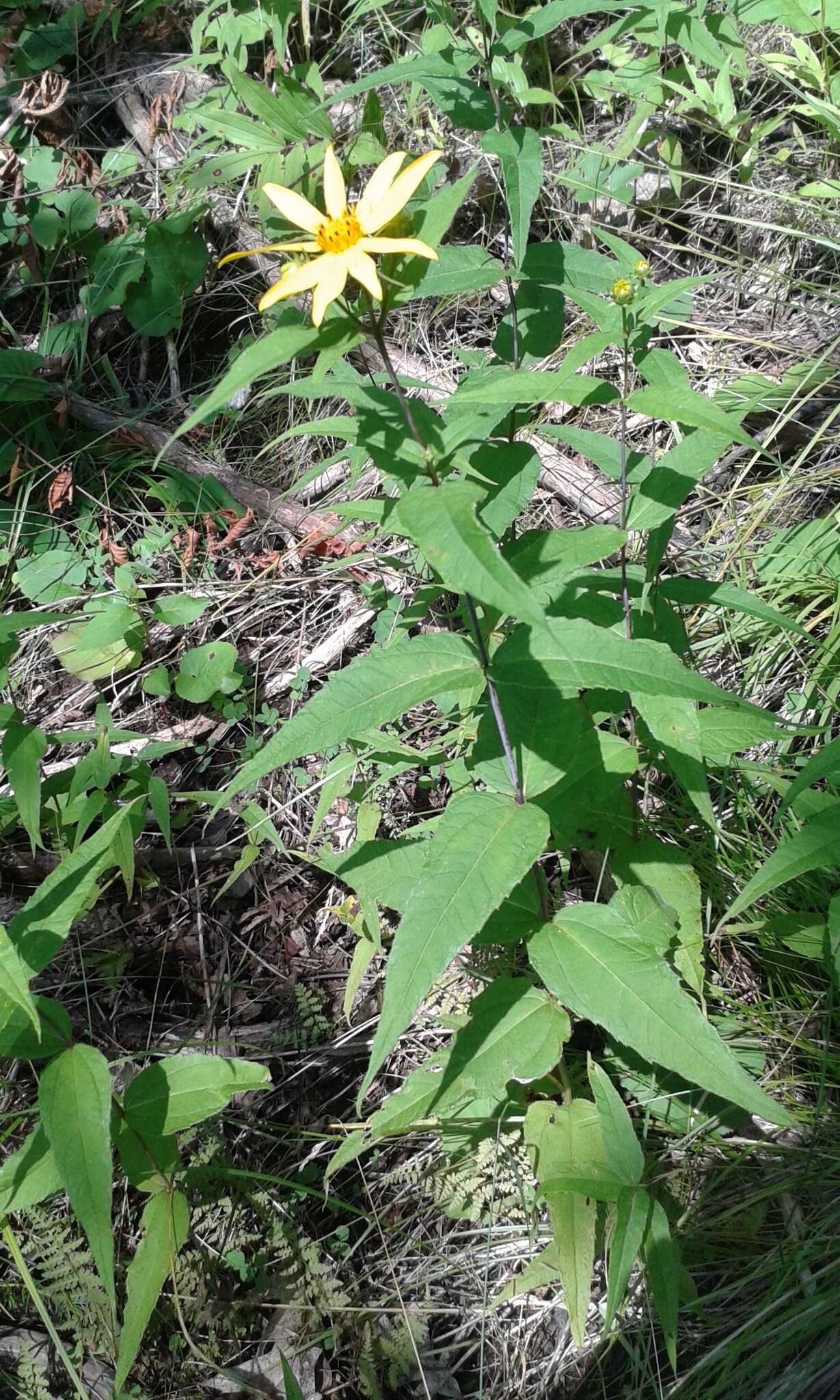 Image of woodland sunflower