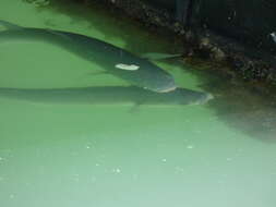 Image of Grey Mullet