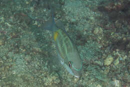 Image of Three-striped whiptail