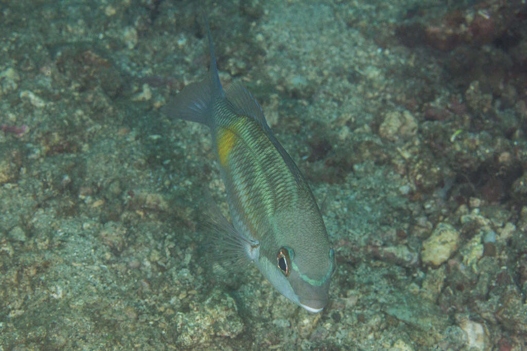 Image of Three-striped whiptail