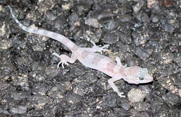 Image of Genetzter Krallengecko