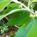 Plancia ëd Callicarpa acuminata Kunth