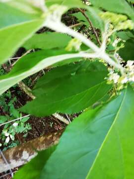 Image of Callicarpa acuminata Kunth