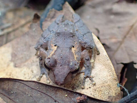 Image of Pristimantis luscombei (Duellman & Mendelson 1995)