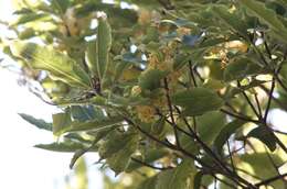 Image de Pittosporum eugenioides A. Cunn.