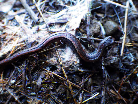 Image of California Slender Salamander