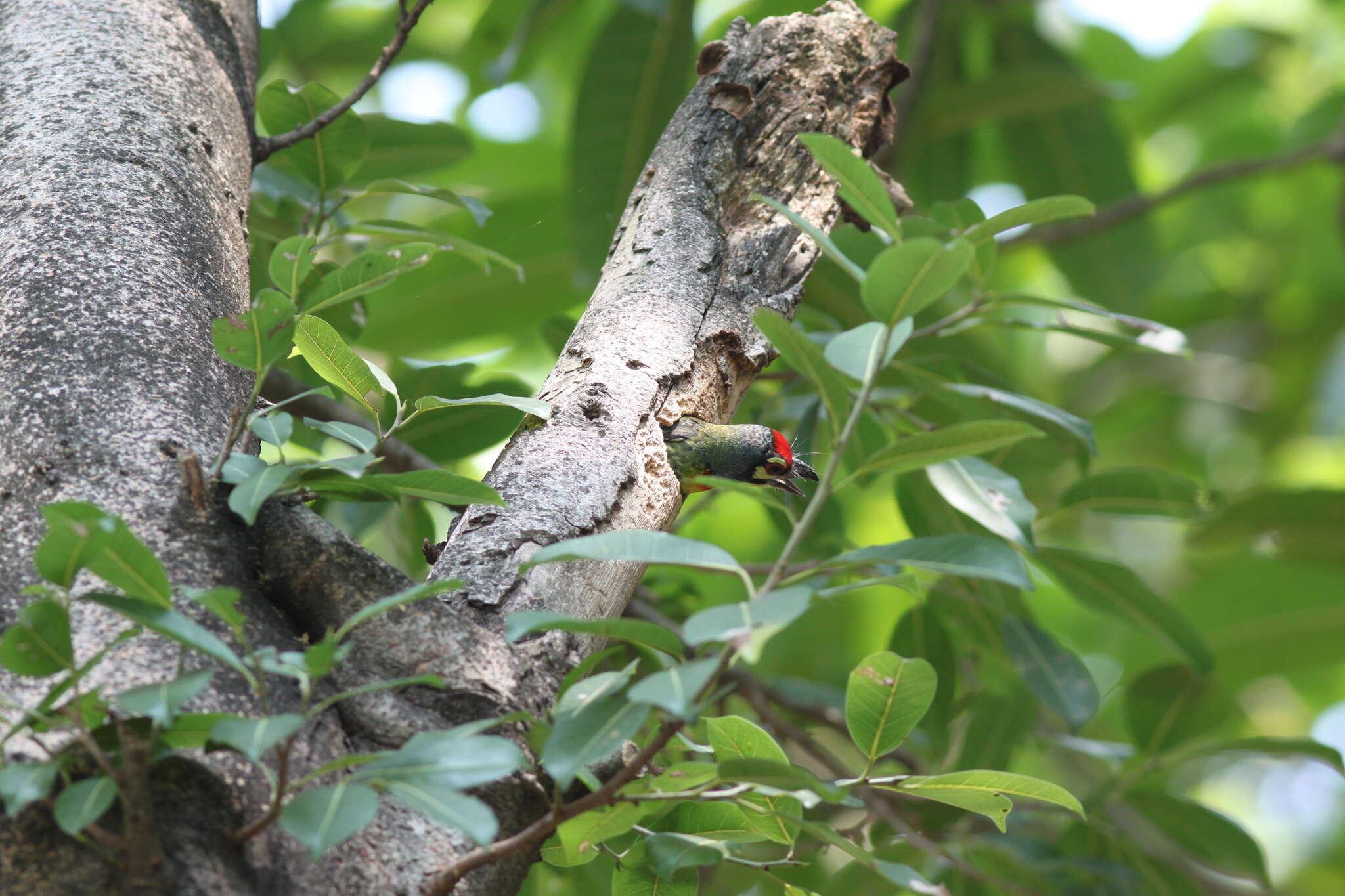 Psilopogon haemacephalus indicus (Latham 1790) resmi