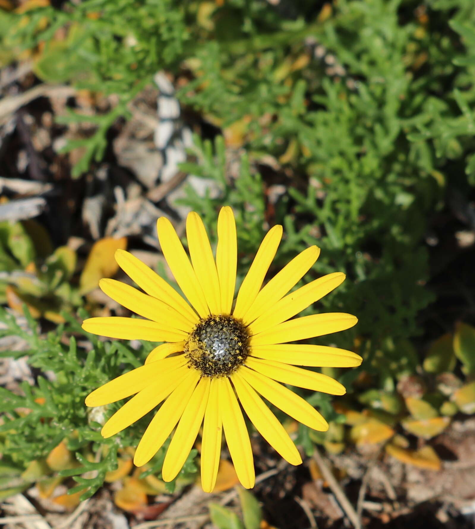 Ursinia anthemoides (L.) Poir. resmi