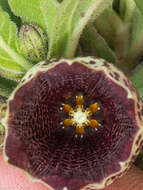 صورة Ceropegia oiantha (Schltr.) Bruyns