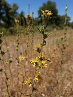 Plancia ëd Calycadenia fremontii A. Gray