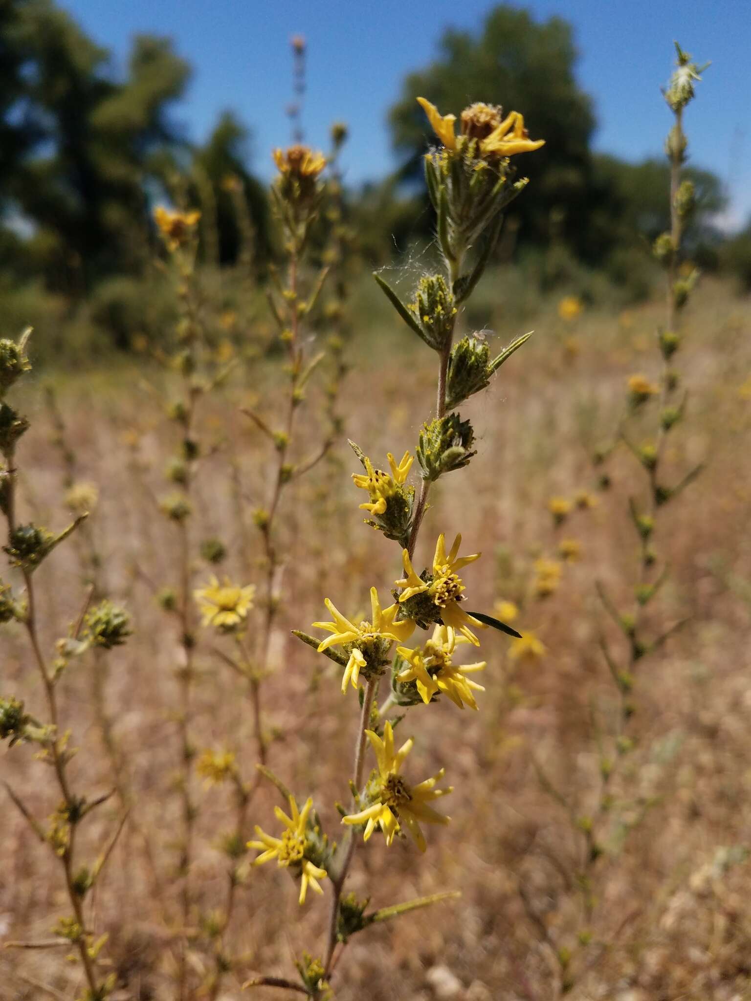 Plancia ëd Calycadenia fremontii A. Gray