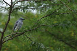 Image of Large Cuckoo-shrike