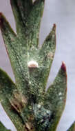 Image of Badimiella pteridophila (Sacc.) Garn.-Jones & Malcolm