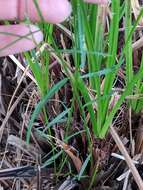 Image of showy milkwort