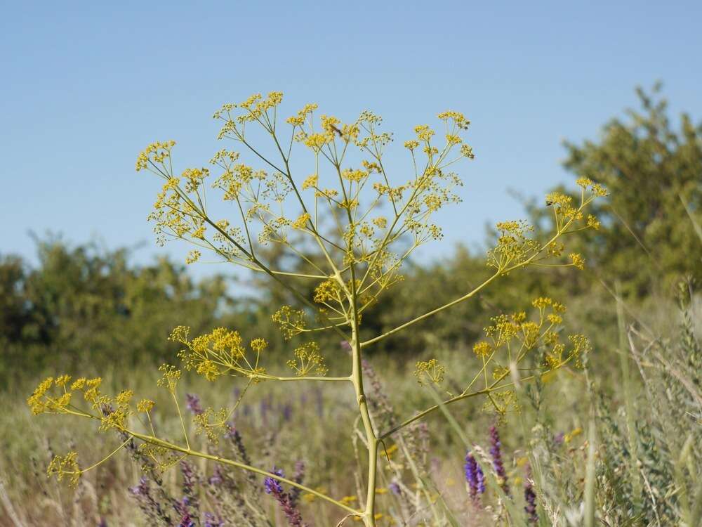 Imagem de Ferula caspica Bieb.