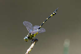 Image of Ictinogomphus australis (Selys 1873)