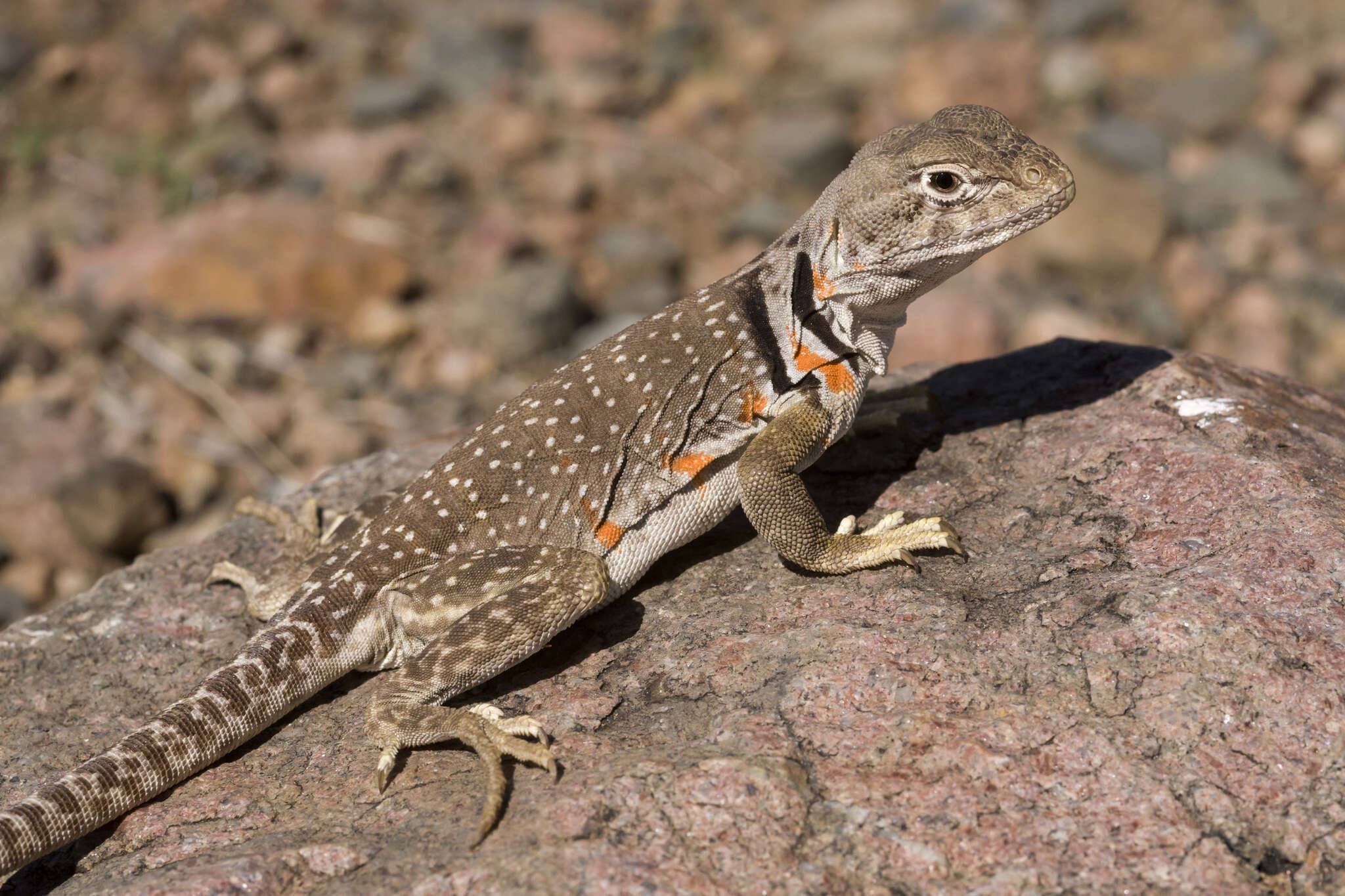 Image de Crotaphytus collaris fuscus Ingram & Tanner 1971