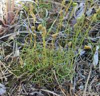 Image of little curlygrass fern