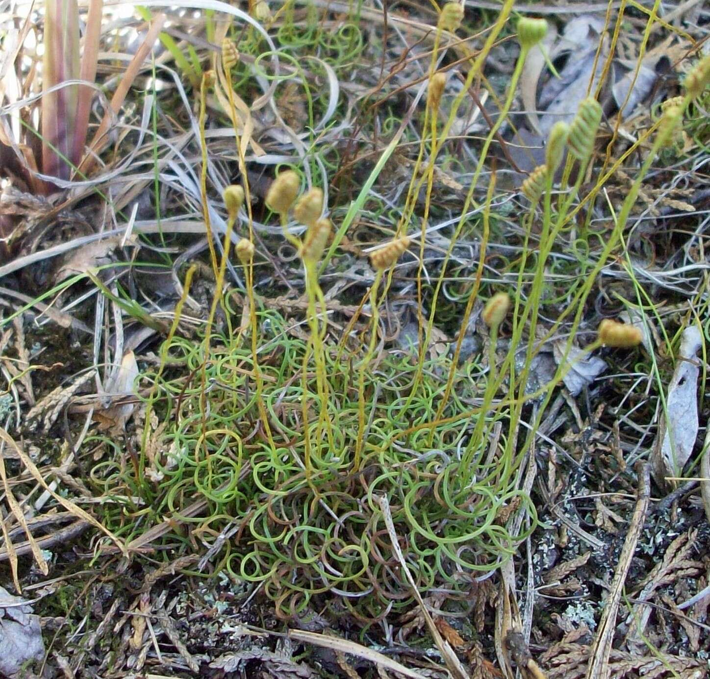Image of little curlygrass fern