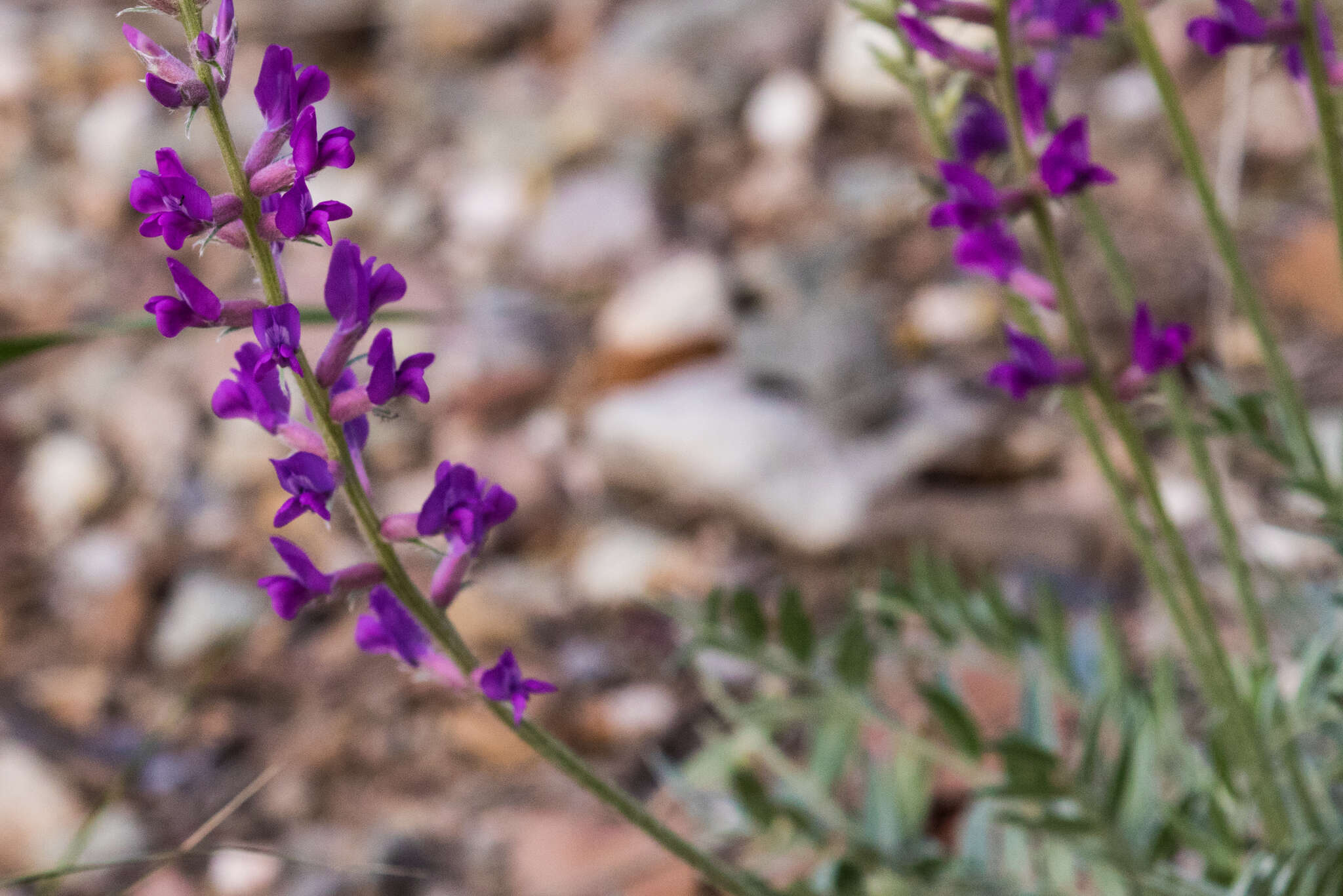 Image of Purple Locoweed