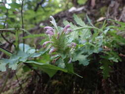 Image of Dudley's lousewort