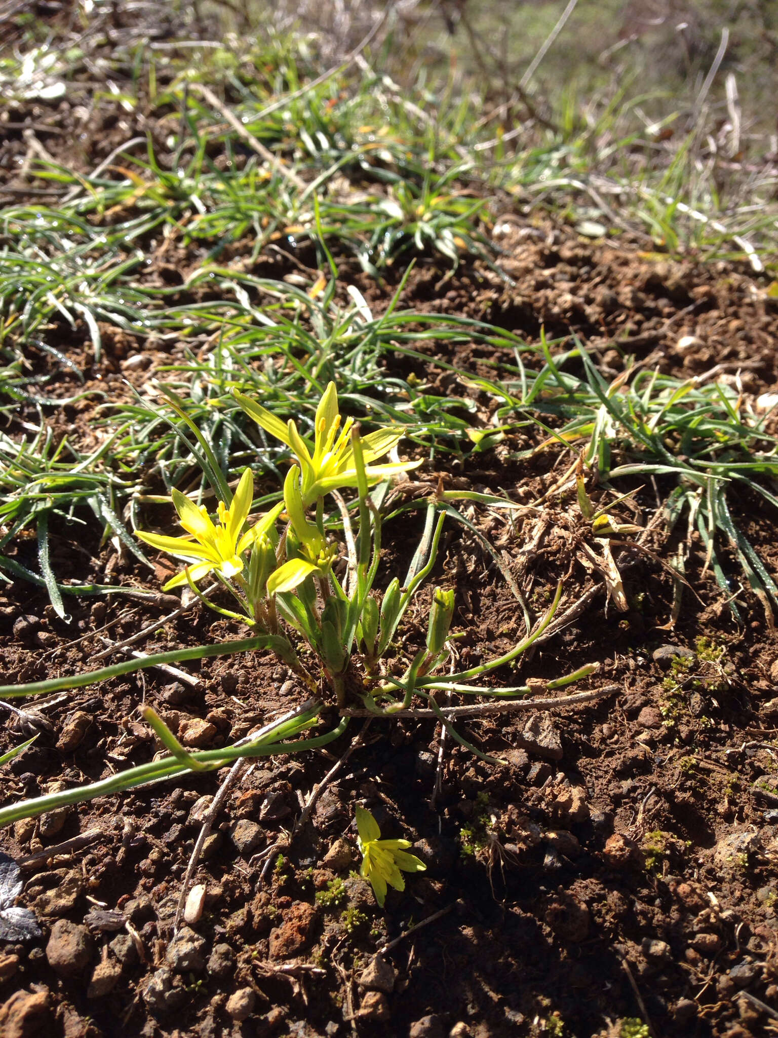 Gagea chlorantha (M. Bieb.) Schult. & Schult. fil.的圖片