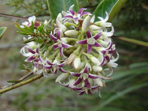 Image of Parsonsia flexuosa Baill.