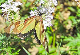 Слика од Phaloe cruenta Hübner 1823