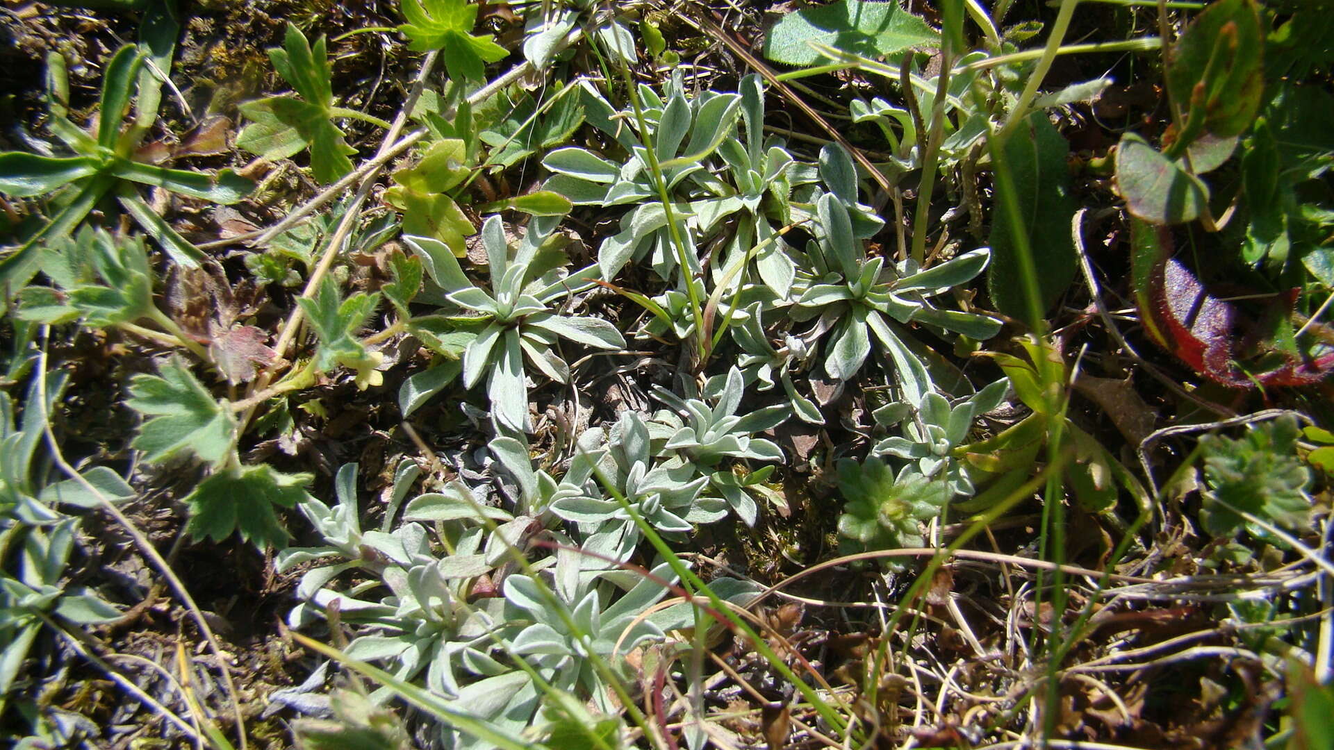 Image of Antennaria caucasica A. Boriss.