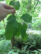 Image of Oregon Crab Apple