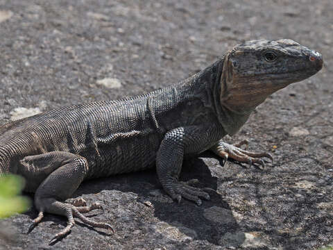 Image of Gran Canaria Giant Lizard