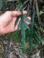 Image of Austroblechnum patersonii (R. Br.) Gasper & V. A. O. Dittrich