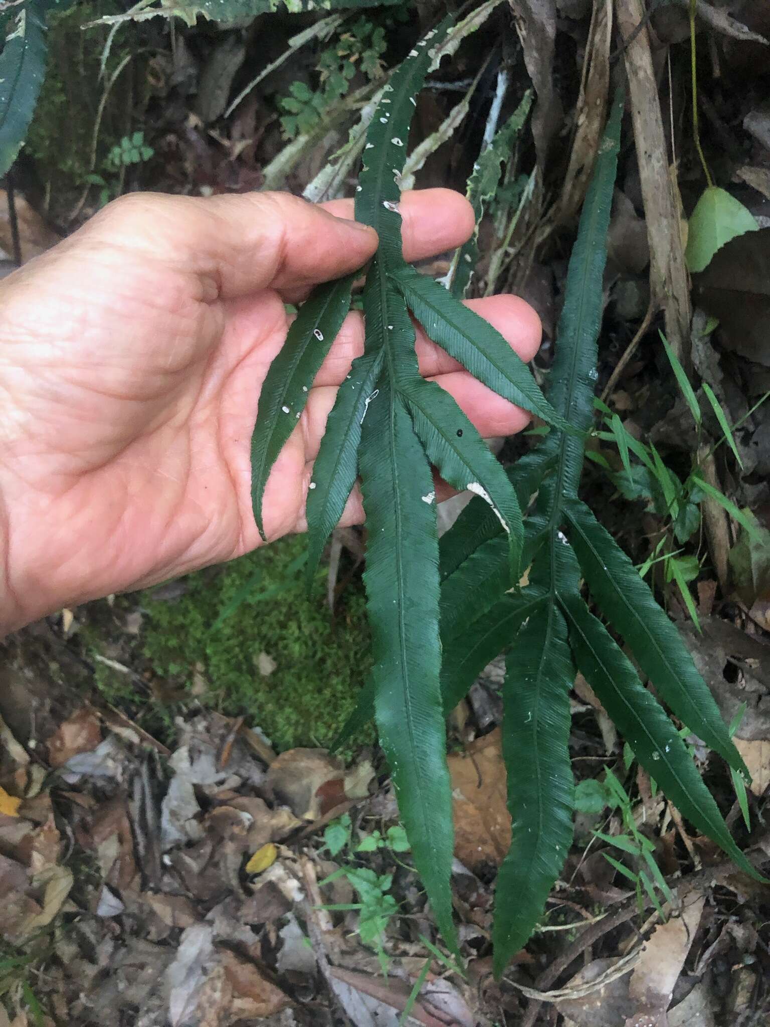 Plancia ëd Austroblechnum patersonii (R. Br.) Gasper & V. A. O. Dittrich