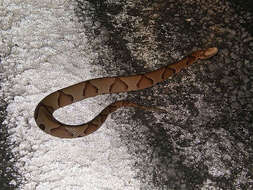 Image of Copperhead