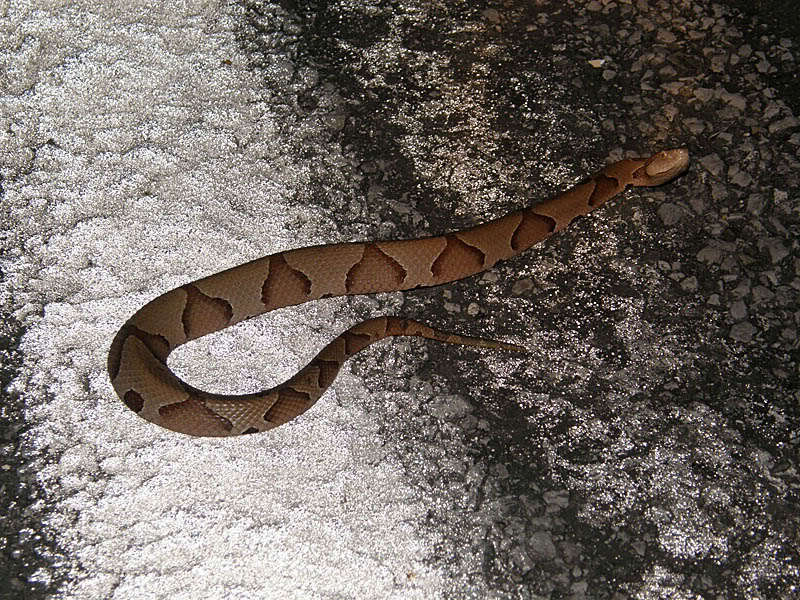 Image of Copperhead