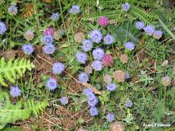 Image of Jasione montana subsp. montana