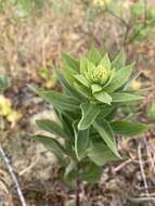 Image of rough Canada goldenrod