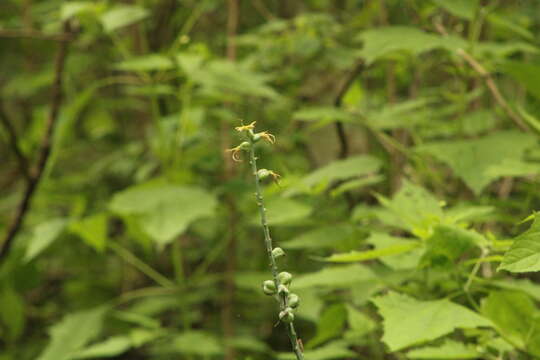 Image of Agave littoralis (García-Mend., A. Castañeda & S. Franco) Thiede & Eggli