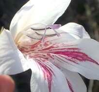 Слика од Gladiolus roseovenosus Goldblatt & J. C. Manning