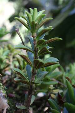 Image of Peperomia olivacea C. DC.