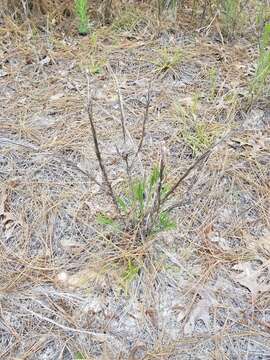 Image of Pityopsis aequilifolia