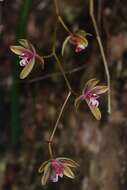 Image of Cymbidium finlaysonianum Lindl.