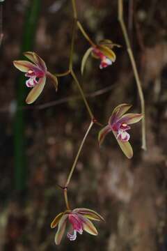 Image of Cymbidium finlaysonianum Lindl.