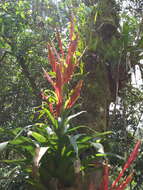 Image of Tillandsia deppeana Steud.