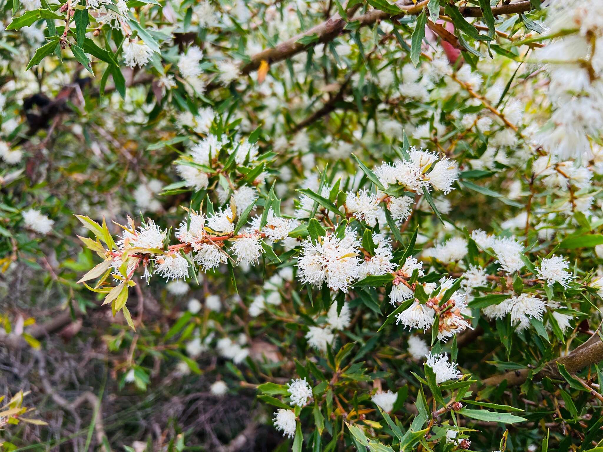 Imagem de Hakea florida R. Br.