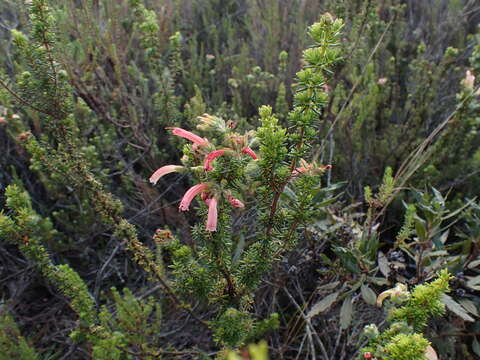 Image of Sticky-leaved heath