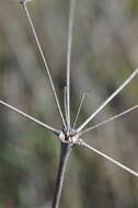 Image of barestem biscuitroot