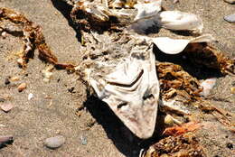 Image of Narrownose Smoothhound