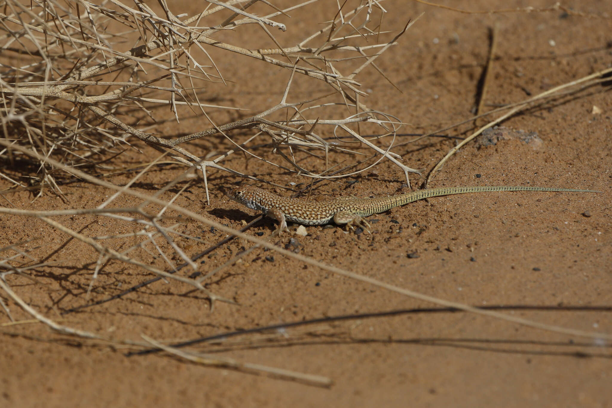 Plancia ëd Acanthodactylus dumerilii (Milne-edwards 1829)