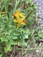 Image of spotted St. Johnswort